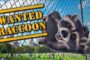 Wanted Raccoon Télécharger Jeu